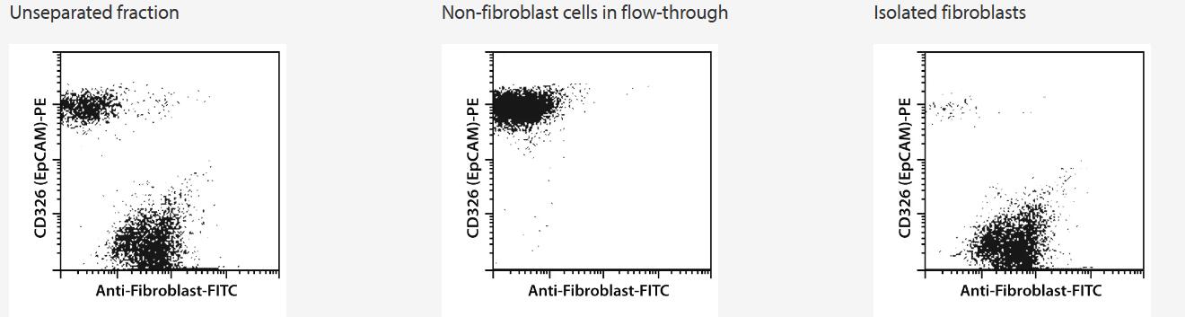 Positive selection of fibroblasts from a mixture of cells of an epithelial tumor cell line and normal human dermal fibroblasts using Anti-Fibroblast MicroBeads, an MS Column, and a MiniMACS Separator.